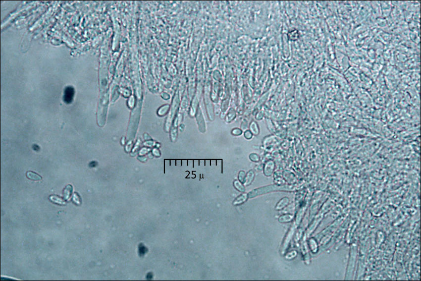 Imagem de Clonostachys rosea (Link) Schroers, Samuels, Seifert & W. Gams 1999