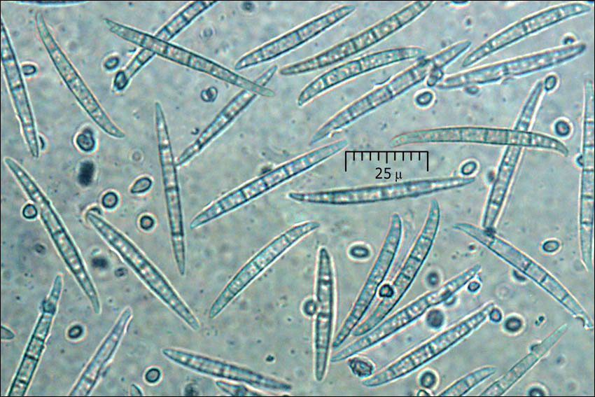 Imagem de Clonostachys rosea (Link) Schroers, Samuels, Seifert & W. Gams 1999