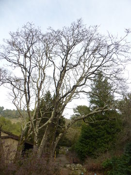 Image of Oregon white oak