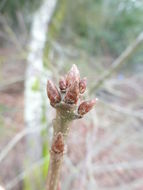 Image of Oregon white oak