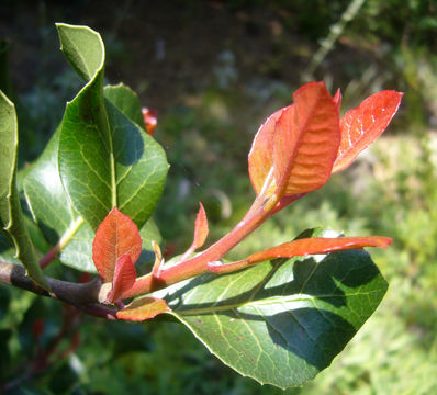 Image of lemonade sumac