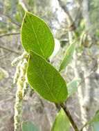 Image of ashy silktassel