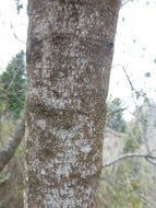 Sivun Garrya buxifolia A. Gray kuva
