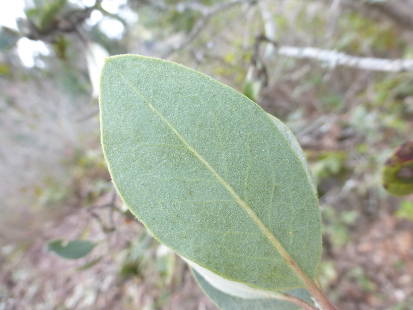 Sivun Garrya buxifolia A. Gray kuva