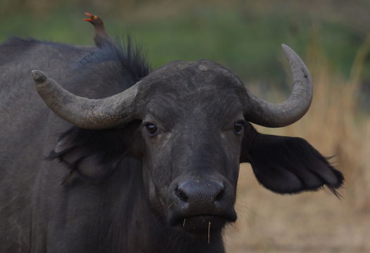 Image of African Buffalo