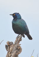 Image of Cape Glossy Starling