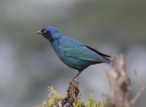 Image of Cape Glossy Starling