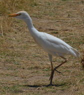 Image of Cattle Egret