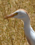 Image of Cattle Egret