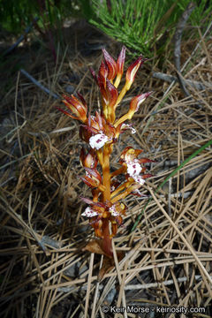 Image of summer coralroot