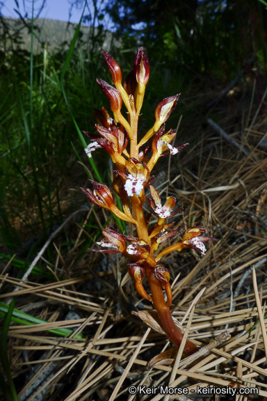 Image of summer coralroot