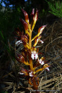 Corallorhiza maculata var. occidentalis (Lindl.) Ames的圖片