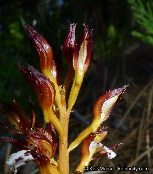 Corallorhiza maculata var. occidentalis (Lindl.) Ames的圖片