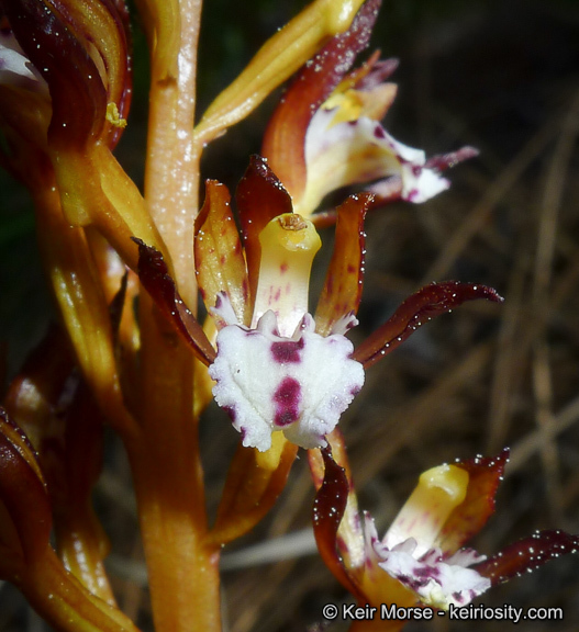 Corallorhiza maculata var. occidentalis (Lindl.) Ames的圖片