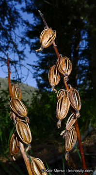 Image of summer coralroot