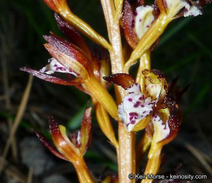 Image of summer coralroot