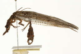 Image of Dobsonflies