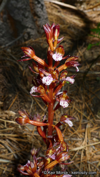 Corallorhiza maculata var. occidentalis (Lindl.) Ames的圖片