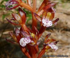 Corallorhiza maculata var. occidentalis (Lindl.) Ames的圖片