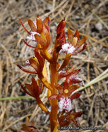 Corallorhiza maculata var. occidentalis (Lindl.) Ames的圖片