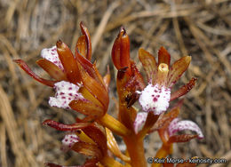 Corallorhiza maculata var. occidentalis (Lindl.) Ames的圖片