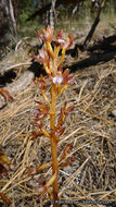 Corallorhiza maculata var. occidentalis (Lindl.) Ames的圖片