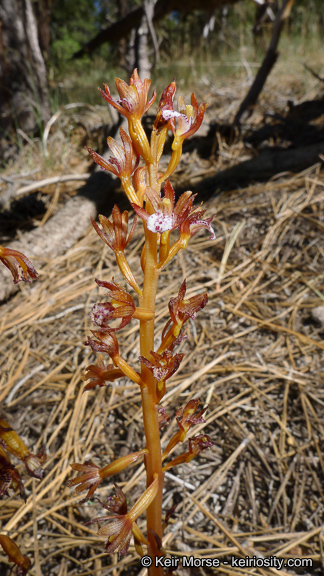 Corallorhiza maculata var. occidentalis (Lindl.) Ames的圖片