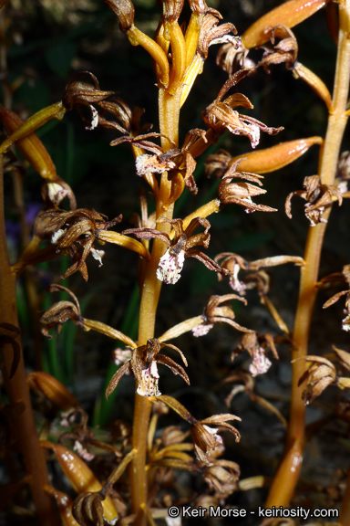 Image of summer coralroot