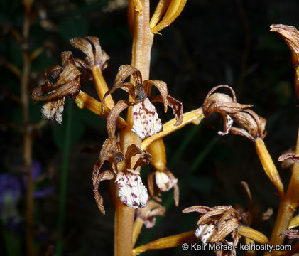 Image of summer coralroot