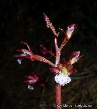 Image of summer coralroot