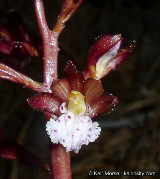 Corallorhiza maculata var. occidentalis (Lindl.) Ames的圖片