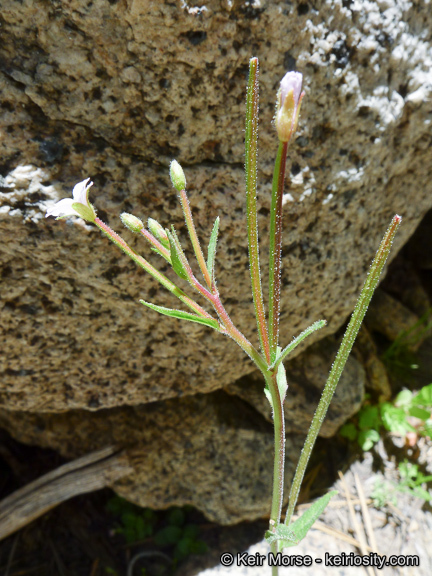 Image of american willowherb