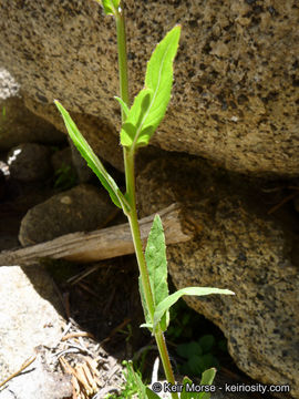 Image of american willowherb