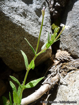 Image of american willowherb