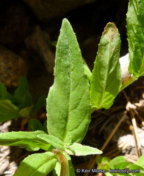 Слика од Epilobium ciliatum Rafin.