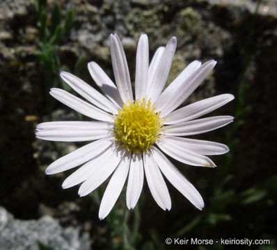 Image of Brewer's fleabane