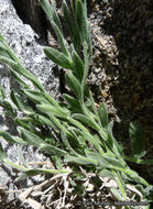 Image of Brewer's fleabane