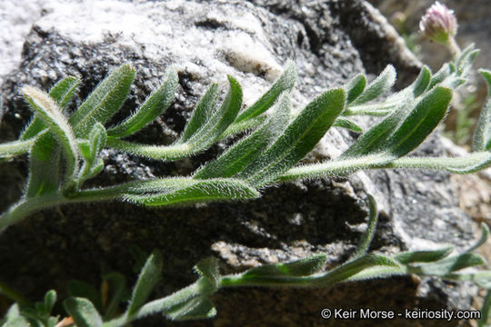 Image of Brewer's fleabane