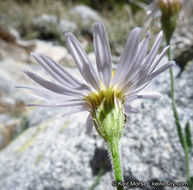 Image of Brewer's fleabane