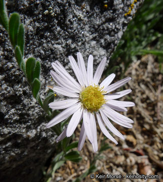 Image of Brewer's fleabane