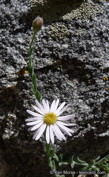 Image of Brewer's fleabane