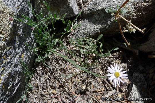 Image of Brewer's fleabane