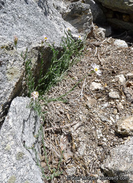 Image of Brewer's fleabane