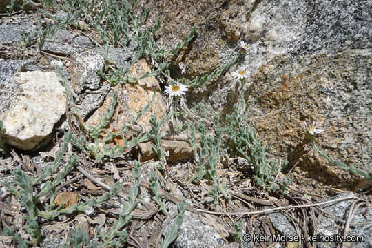 Image of Brewer's fleabane