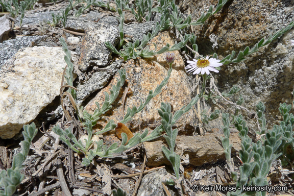 Image of Brewer's fleabane