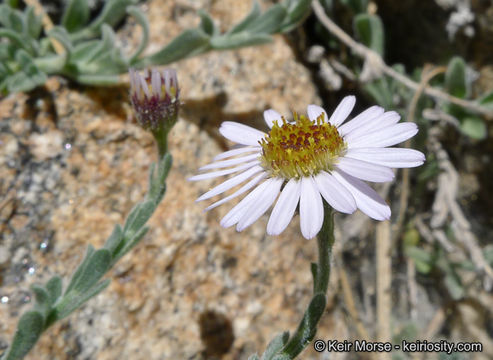 Image of Brewer's fleabane