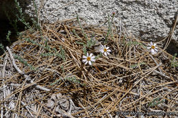 Image of Brewer's fleabane