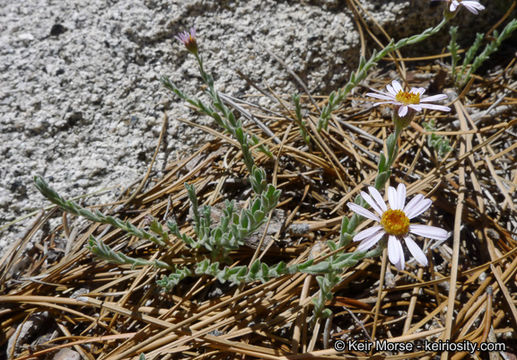 Image of Brewer's fleabane