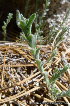 Image of Brewer's fleabane