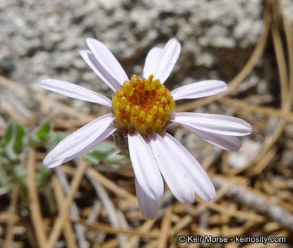 Image of Brewer's fleabane